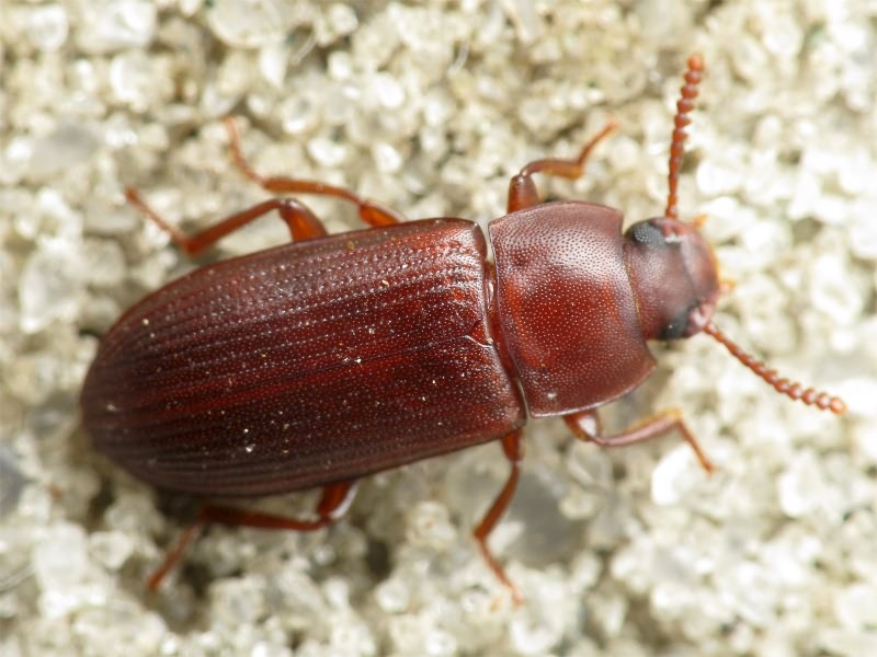 Cynaeus angustus (Leconte, 1851)
